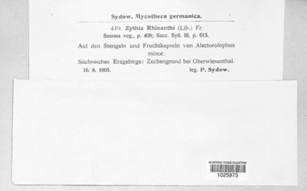 Phomopsis rhinanthi image